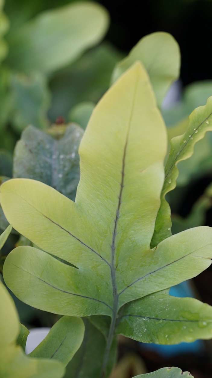 Polypodium pseudoaureum 'Virginia Blue'