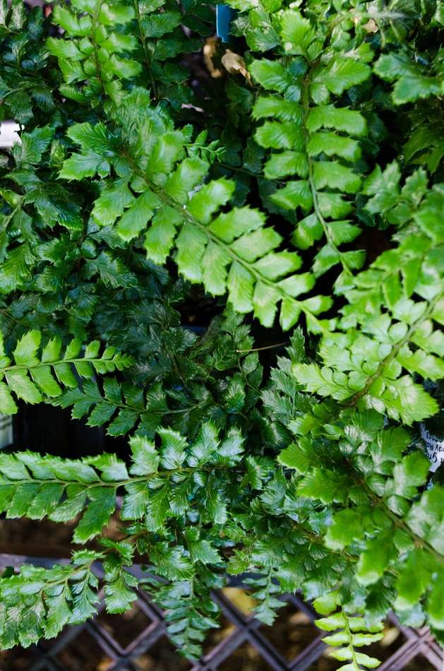 Polystichum polyblepharum