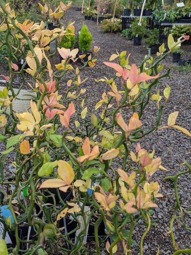 Poncirus trifoliata 'Flying Dragon'