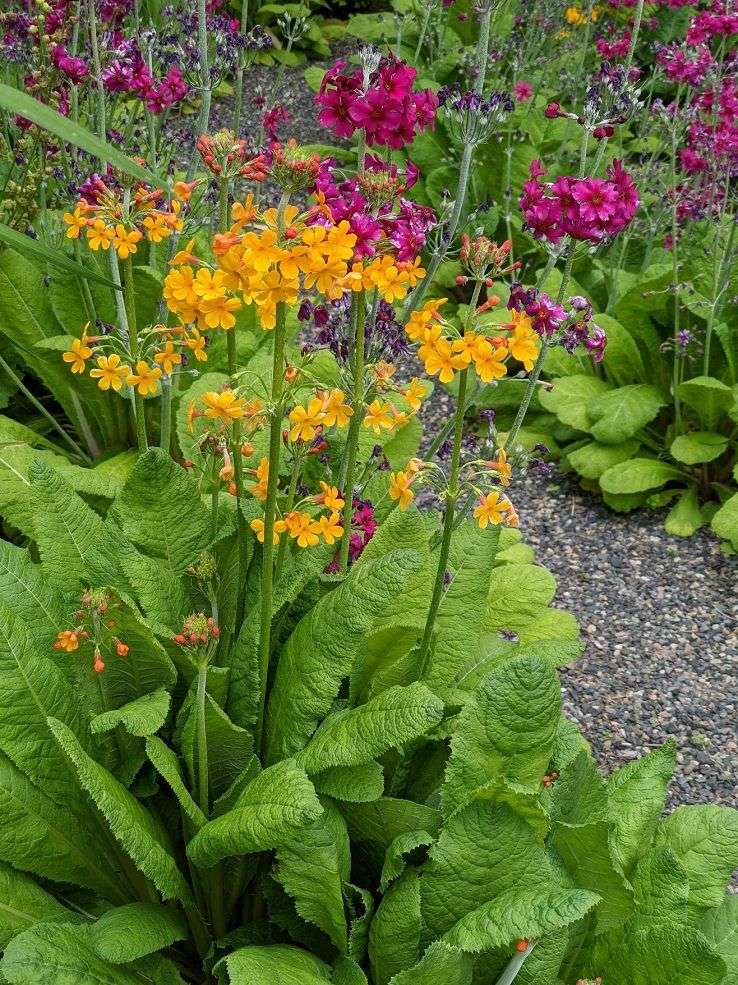 Primula bulleyana