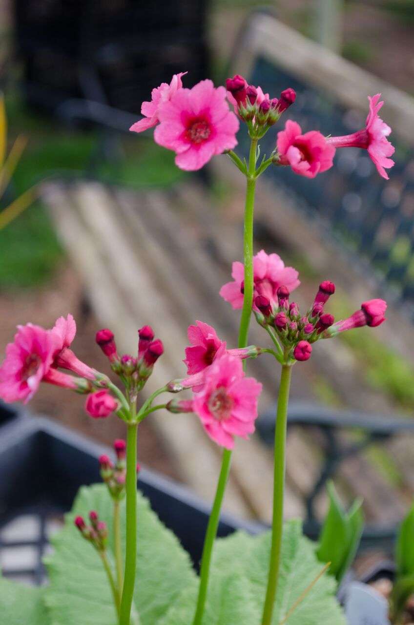 Primula japonica 'Candelabra Hybrids'