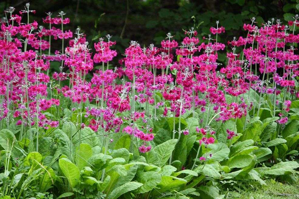 Primula japonica 'Candelabra Hybrids'