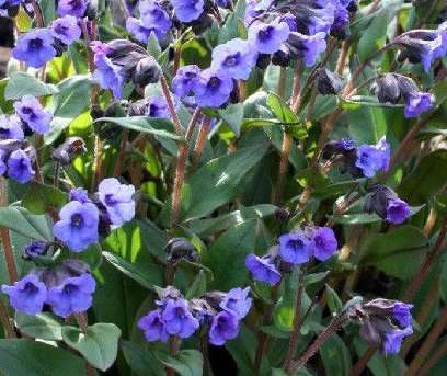 Pulmonaria 'Blue Ensign'