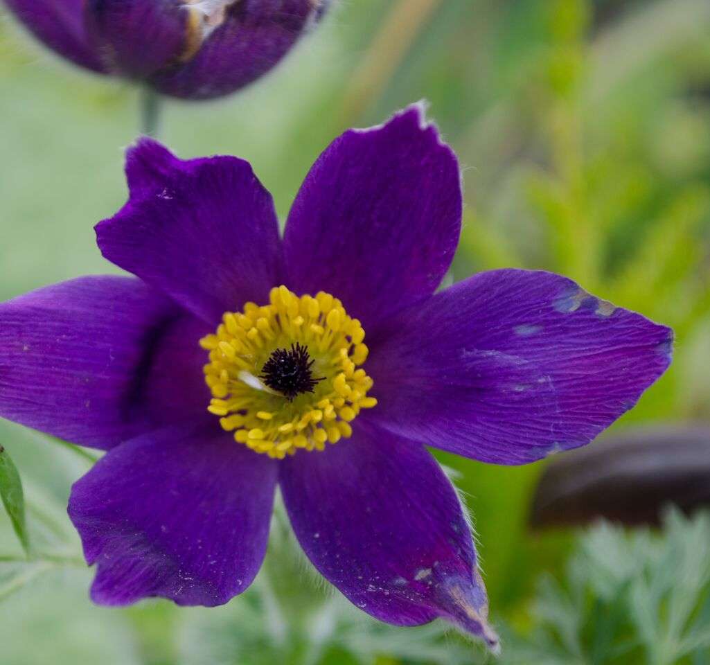 Pulsatilla vulgaris