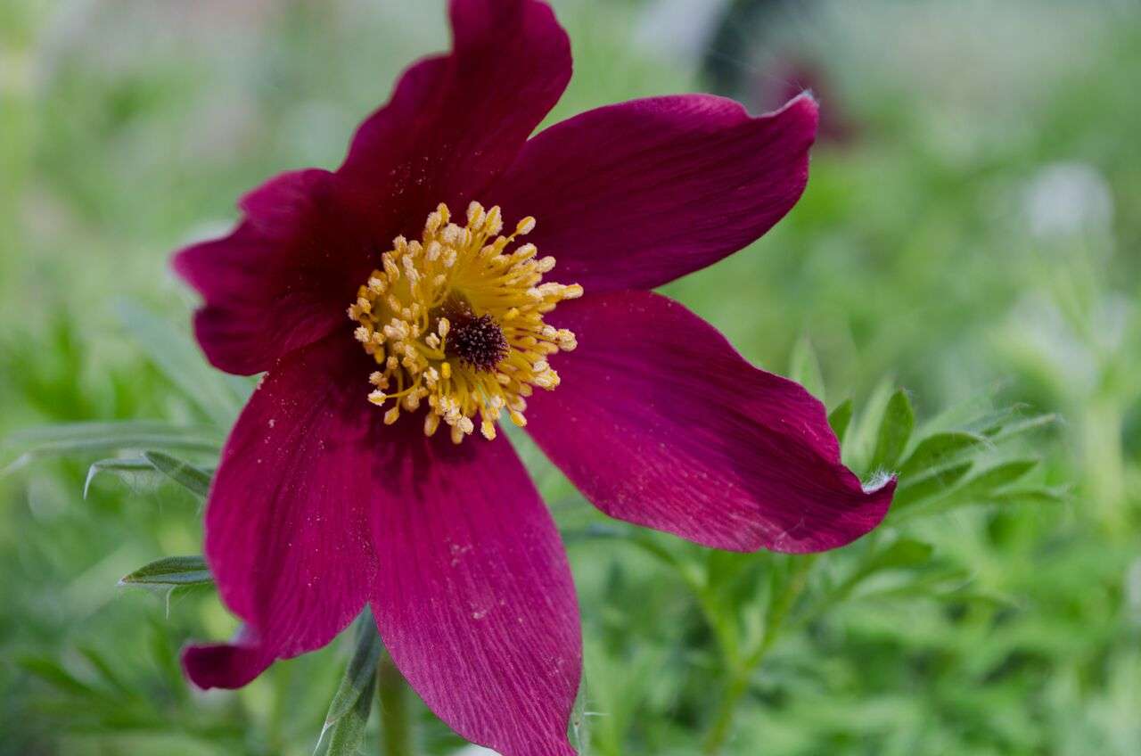 Pulsatilla vulgaris 'Rote Glocke'