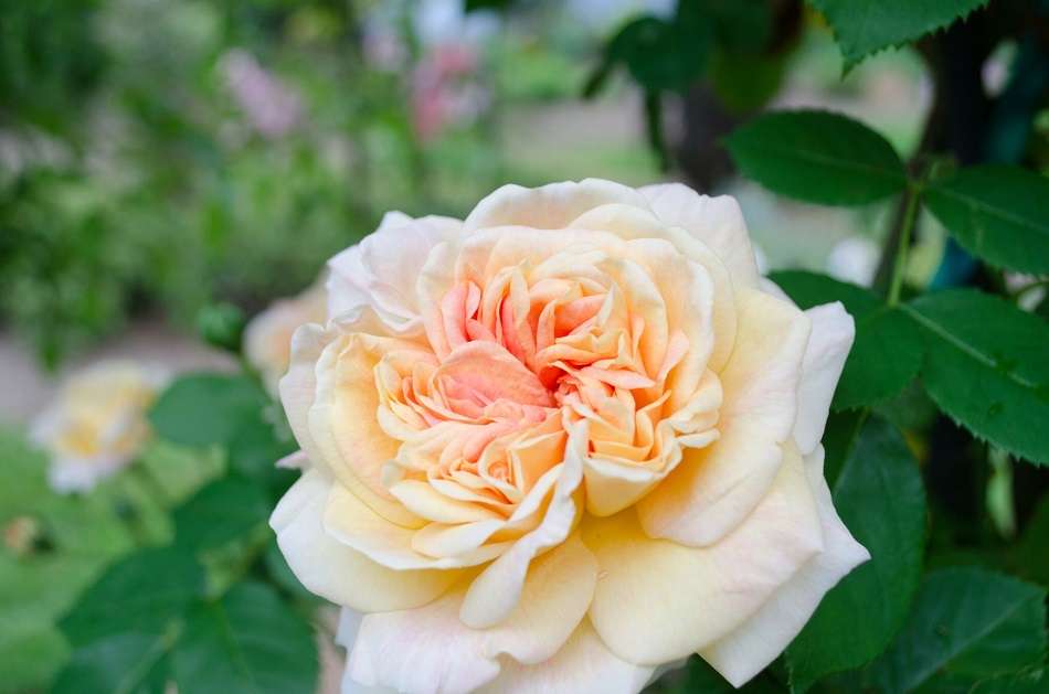 Rosa 'Alchemist'