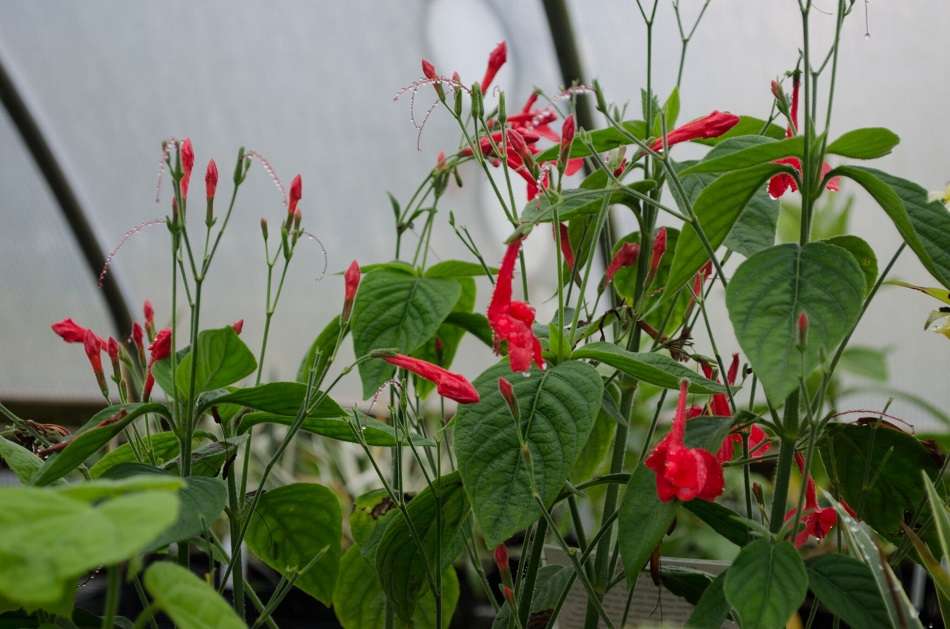 Ruellia elegans 'Ragin' Cajun'