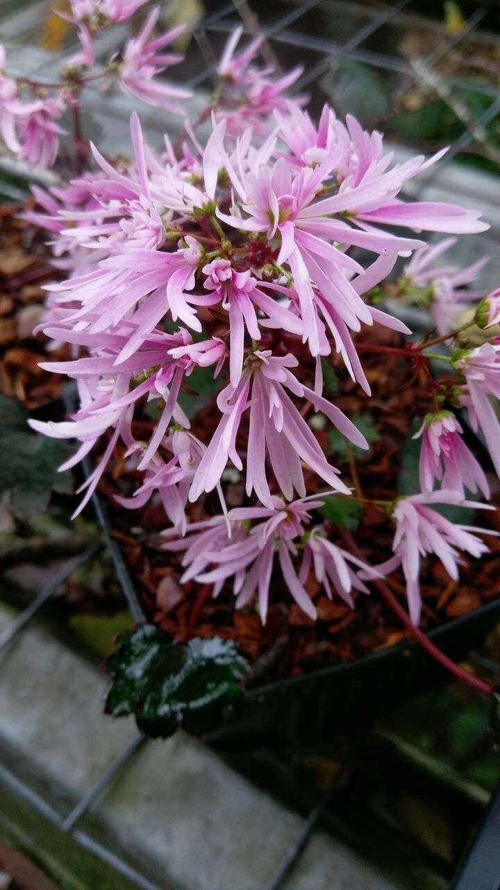 Saxifraga fortunei 'Pink Pixie'