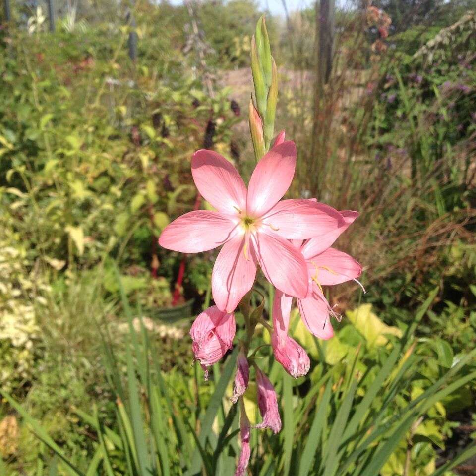 Hesperantha coccinea 'Maiden's Blush'