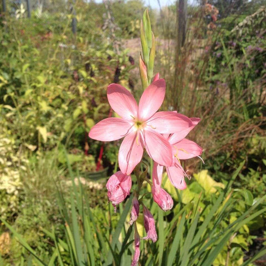 Hesperantha coccinea 'Maiden's Blush'