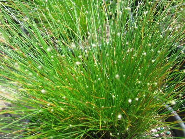 Scirpus cernuus