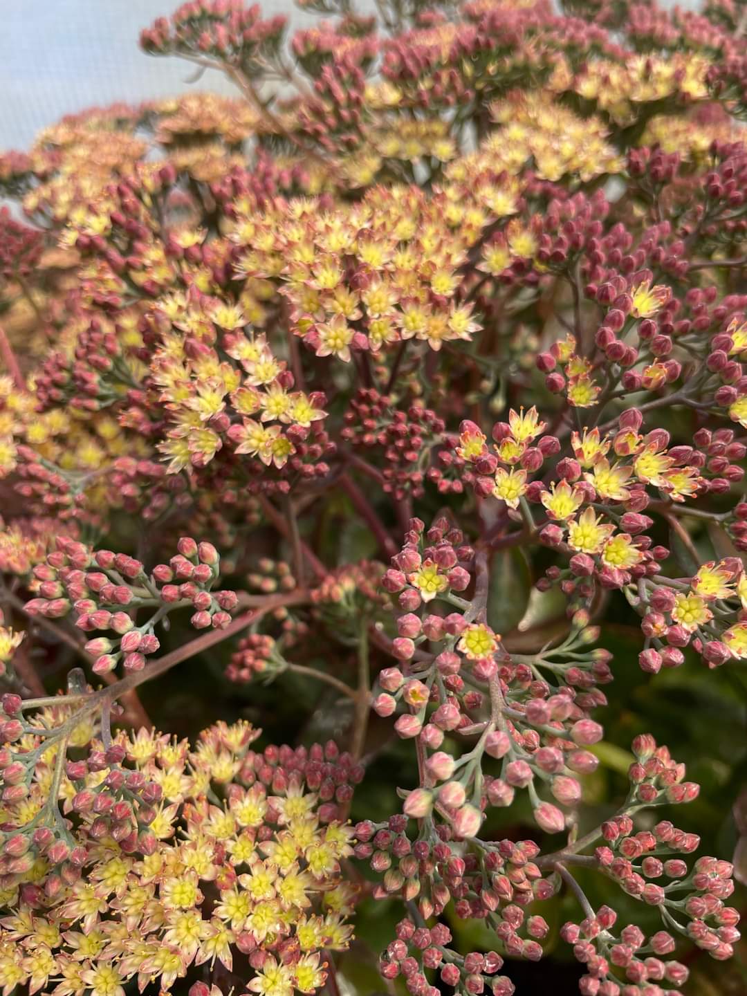 Sedum ‘Conga Line‘ PPAF