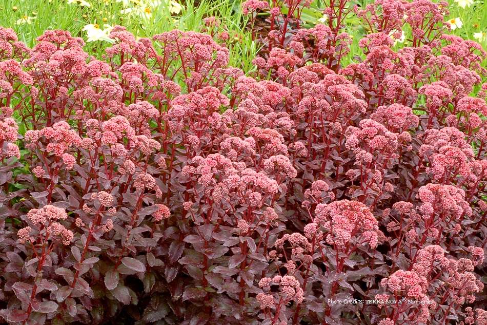 Sedum 'Orbit Bronze'