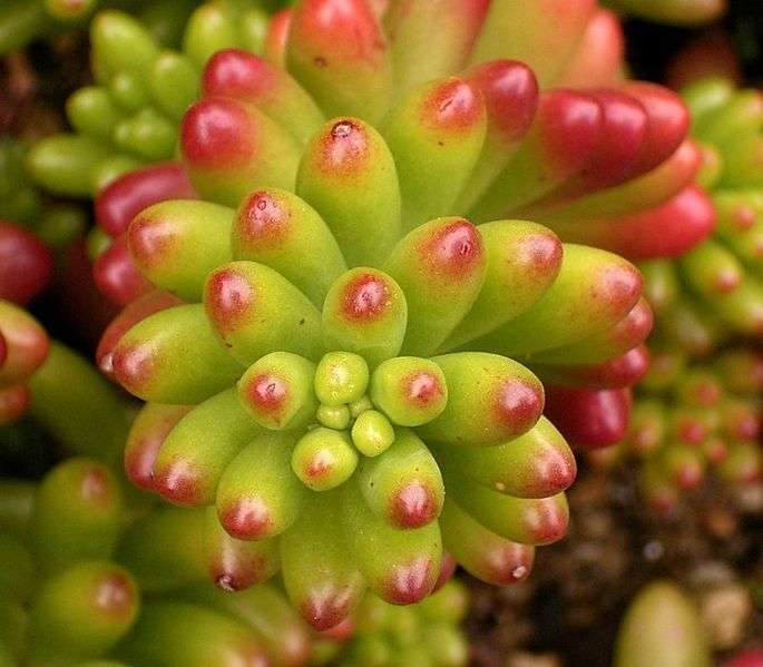 Sedum x rubrotinctum