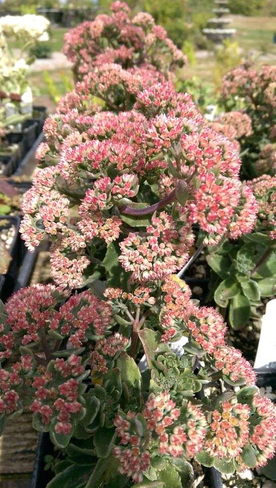 Sedum telephium 'Munstead Red'