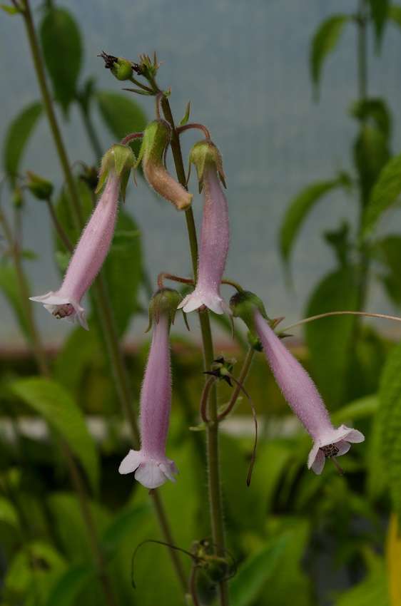 Sinningia 'Shelby'