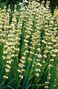 Sisyrinchium striatum 'Aunt May'