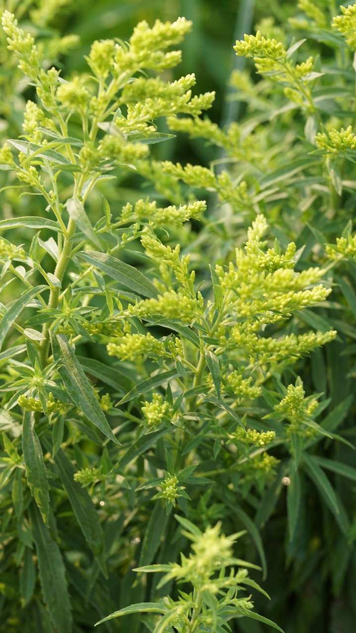 Solidago 'Laurin'