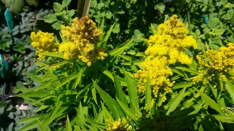 Solidago 'Little Lemon'