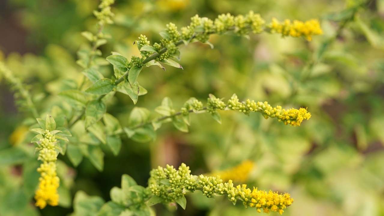 Solidago sphacelata 'Golden Fleece'