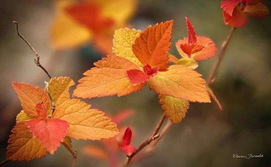 Spiraea japonica Double Play® Candy Corn™