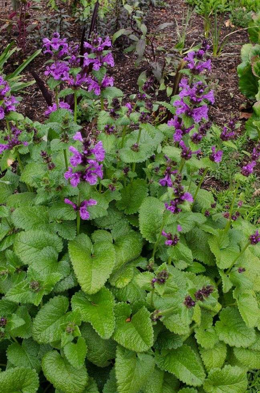 Stachys macrantha 'Robusta' DHTU0019