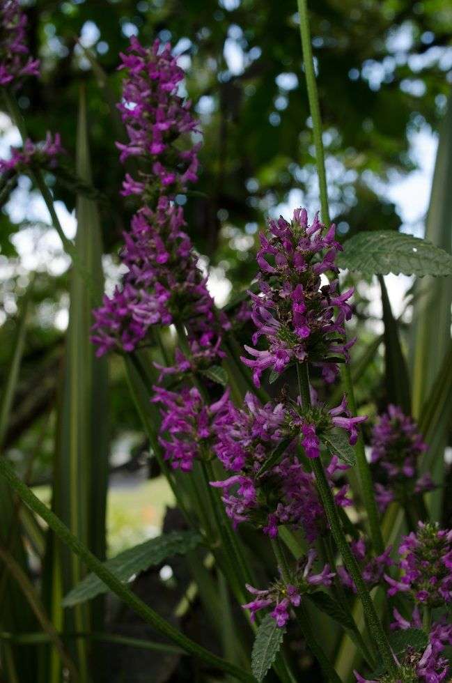 Stachys officinalis 'Hummelo'