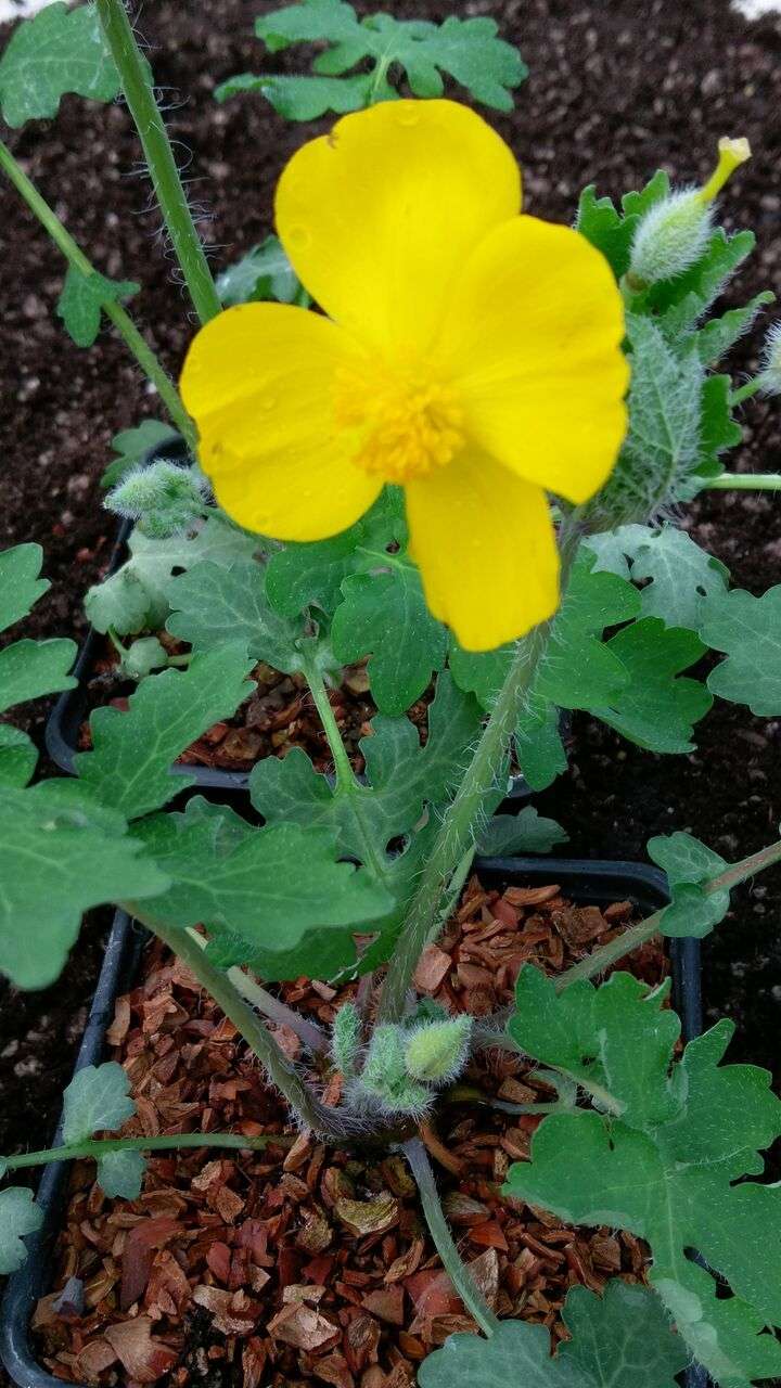 Stylophorum diphyllum