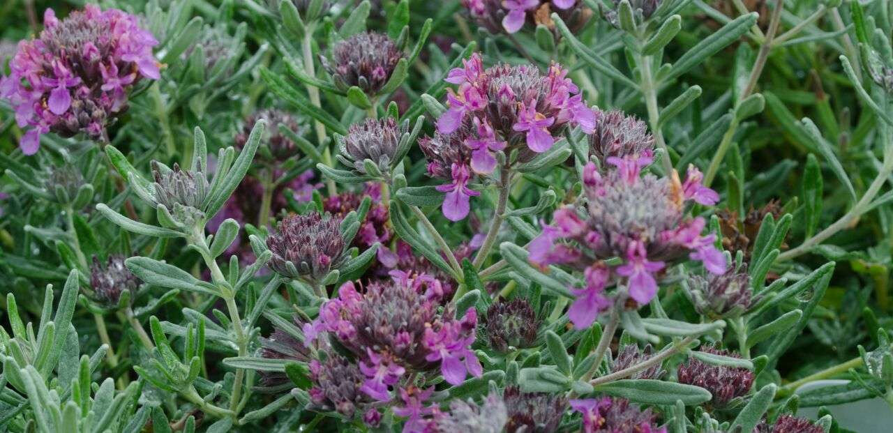 Teucrium aroanium