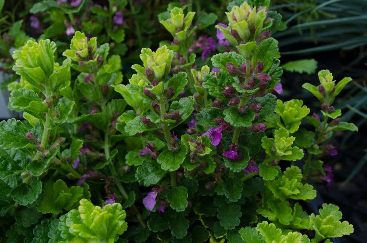 Teucrium chamaedrys 'Summer Sunshine'