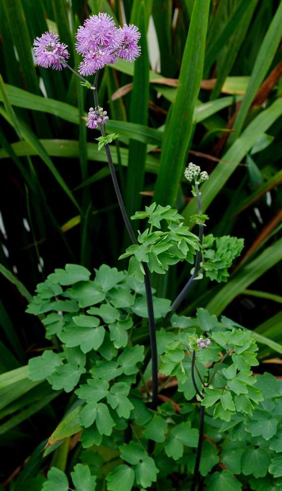 Thalictrum 'Black Stockings'