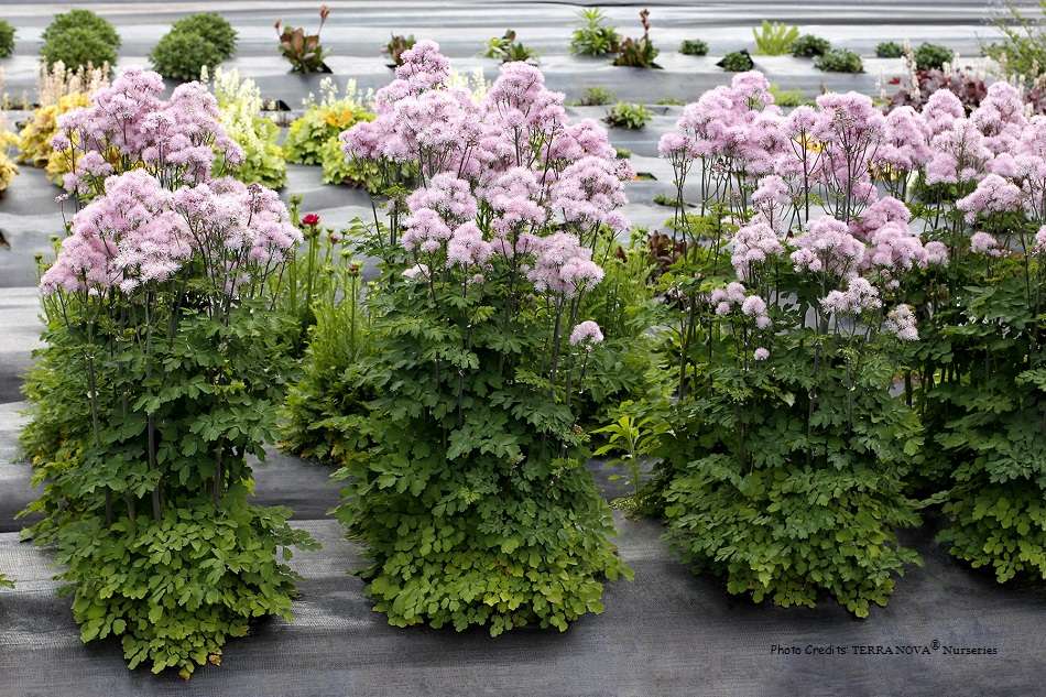 Thalictrum Nimbus™ Pink