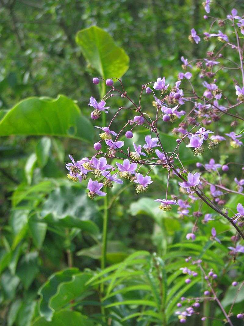 lavender mist plant Thalictrum rochebrunianum