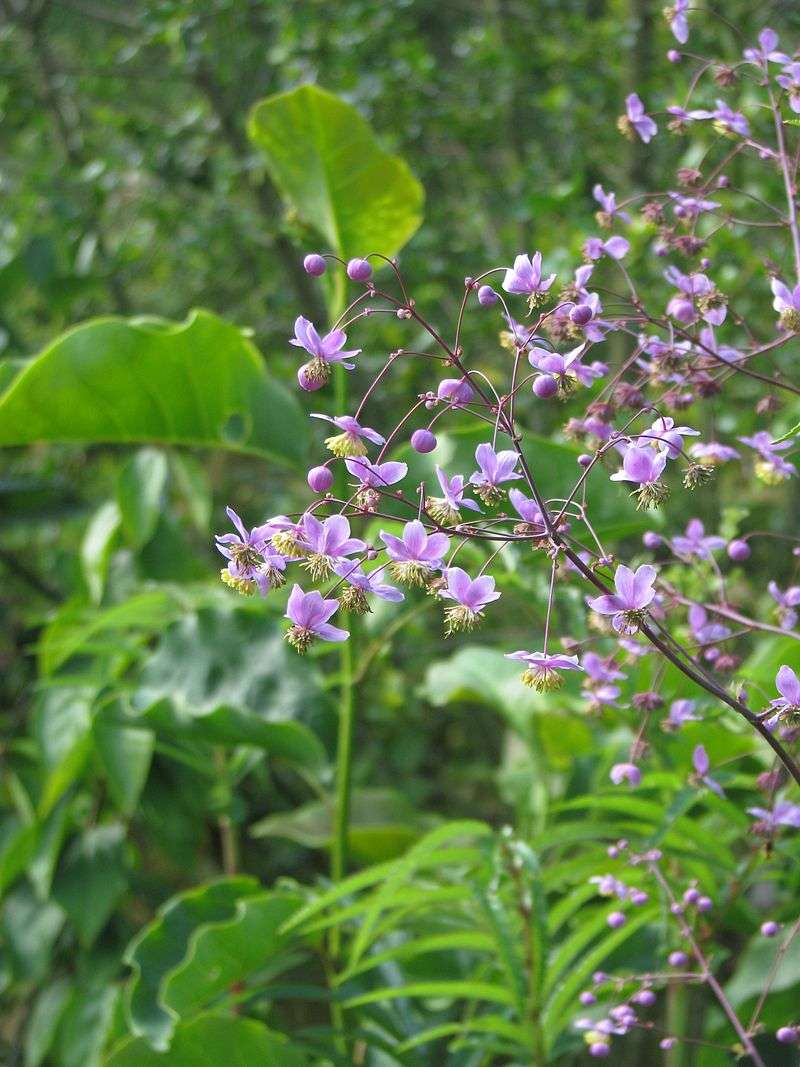 Thalictrum rochebrunianum