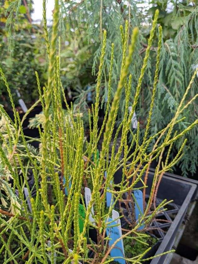 Thuja orientalis 'Franky Boy'