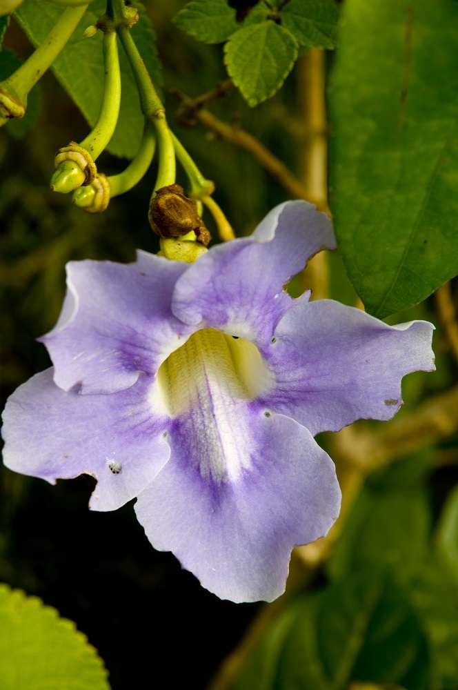 Thunbergia battiscombei