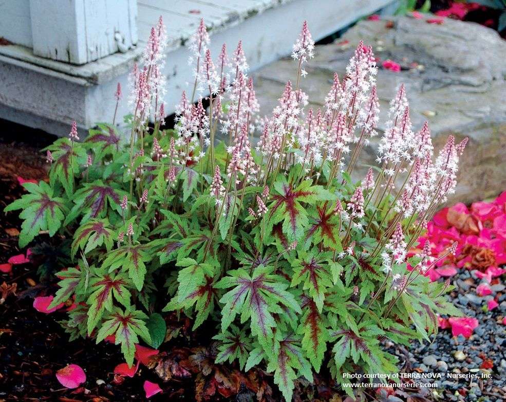 Tiarella cordifolia 'Sugar and Spice'