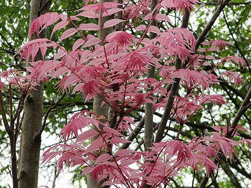 Toona sinensis 'Flamingo'