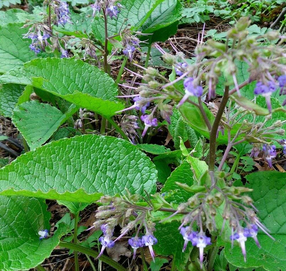Trachystemon orientalis