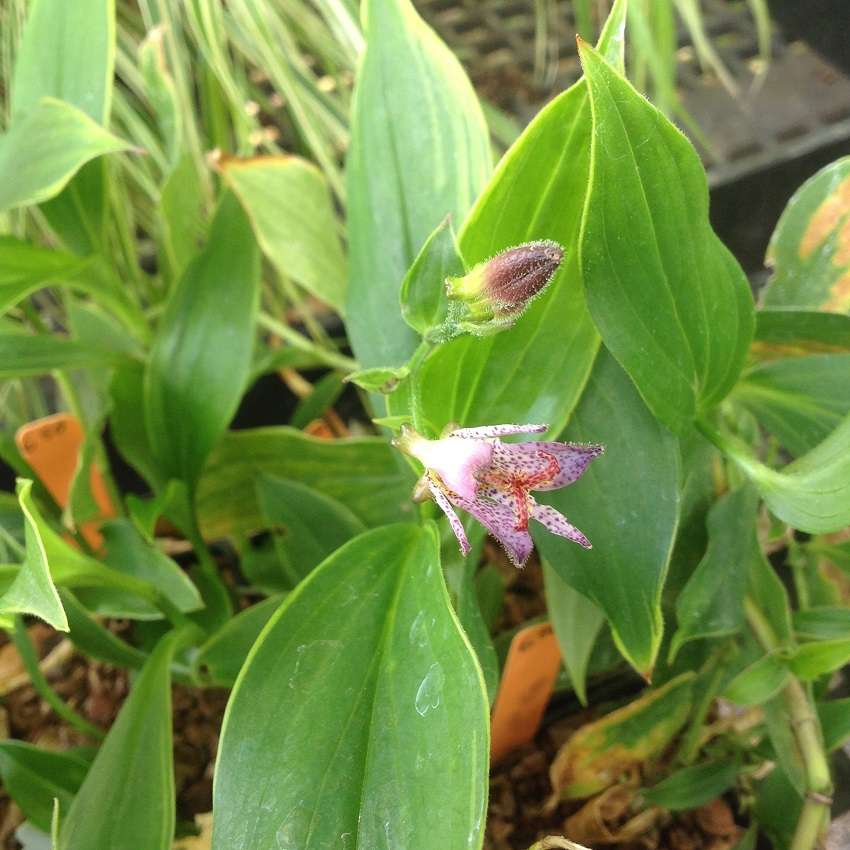 Triteleia laxa 'Queen Fabiola'