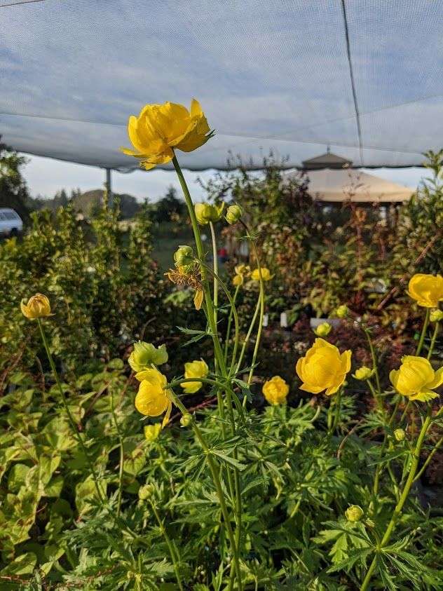Trollius chinensis 'Lemon Queen'