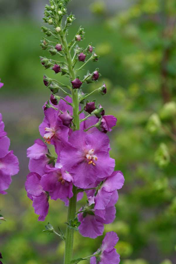 Verbascum phoeniceum 'Violetta'