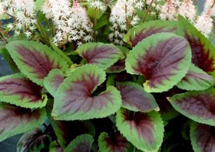 Viola 'Heartthrob'
