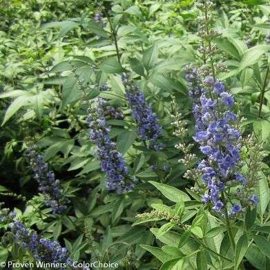 Vitex agnus-castus 'Blue Diddley' PP26614