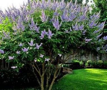 Vitex agnus-castus
