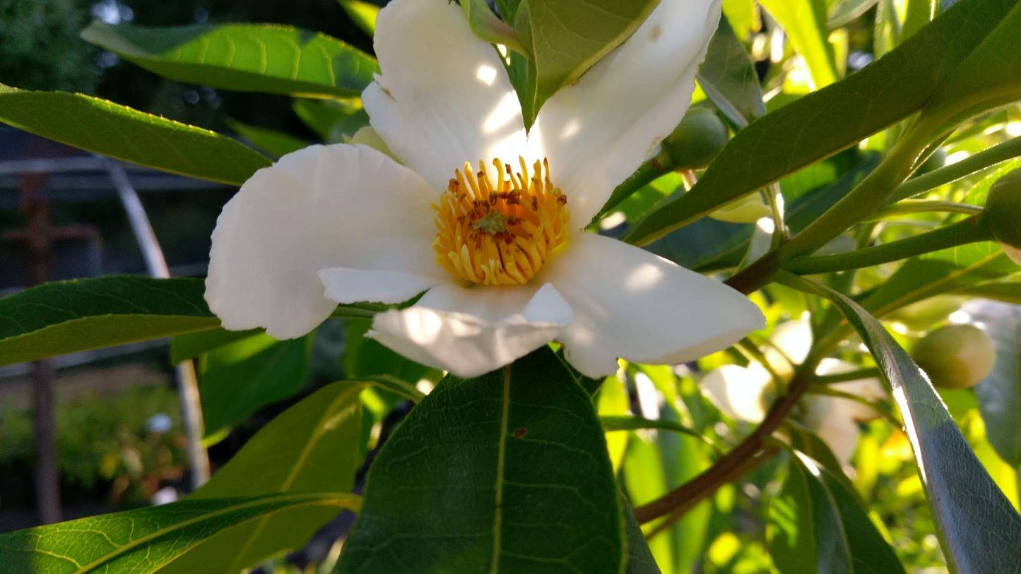 x Gordliniana grandiflora