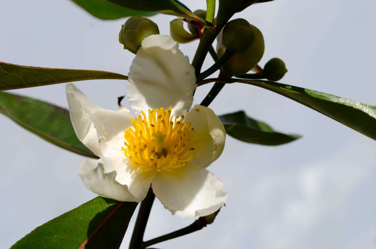 x Gordliniana grandiflora