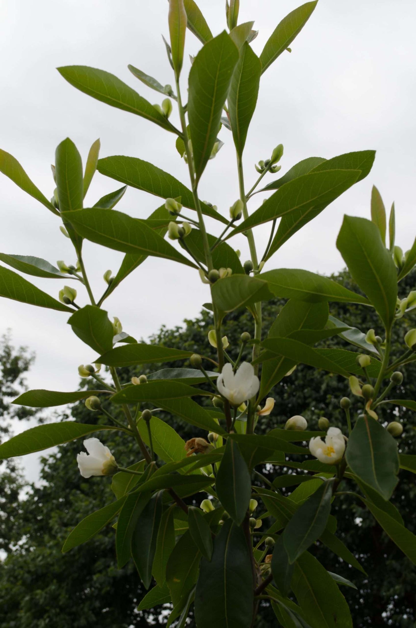 x Gordliniana grandiflora