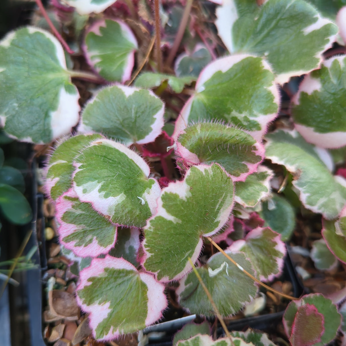 Saxifraga stolonifera ‘Tricolor’ – Secret Garden Growers