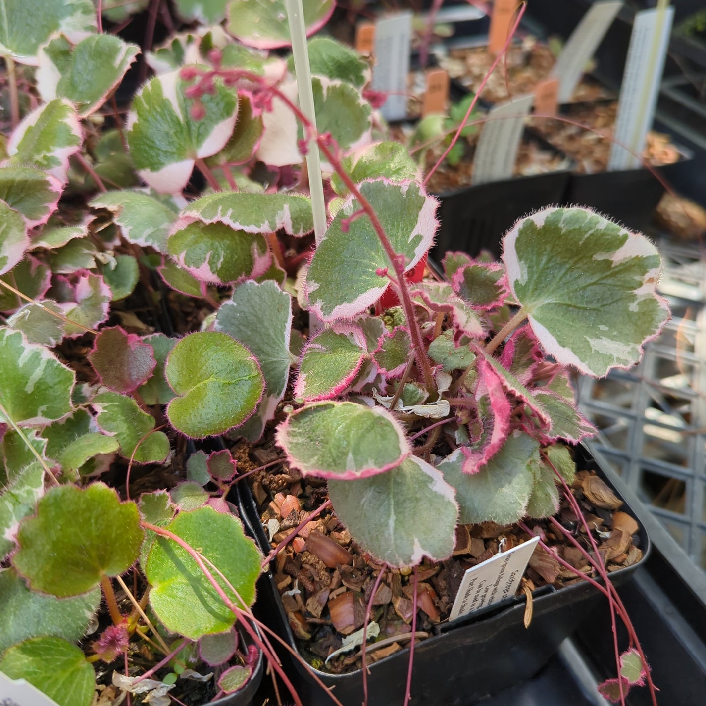 Saxifraga stolonifera ‘Tricolor’ – Secret Garden Growers